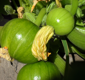 El zapallo El zapallo