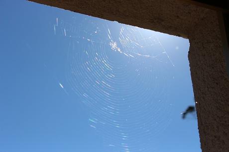 ¿Sabías que la tela de araña es más resistente que el acero?