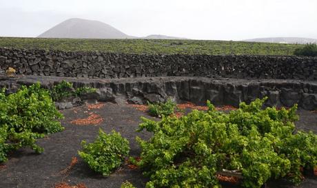 bodegas-el-grifo