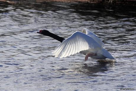 Cisnes de la laguna