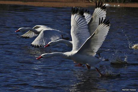 Cisnes de la laguna