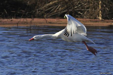 Cisnes de la laguna