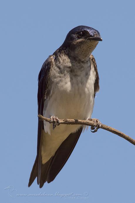 Golondrina doméstica (Gray-breasted Martin) Progne chalybea