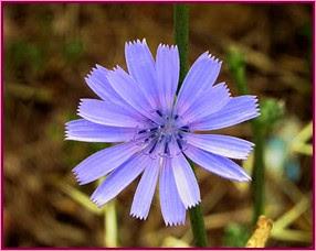 Chicory (Achicoria) Chicory (Achicoria)