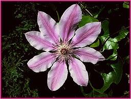 Clematis (Clematide)