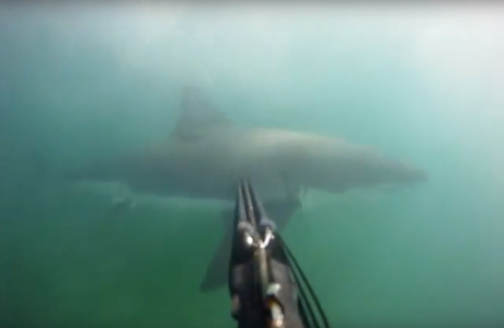 Pescador emboscado combate a un gran tiburón blanco con su arpón