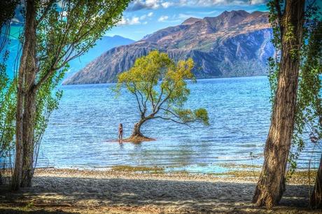 El árbol solitario del lago Wanaka