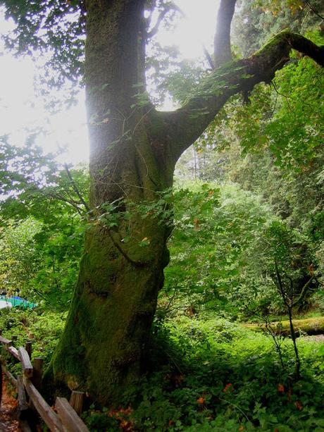 Muir Woods