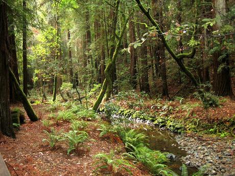 Muir Woods