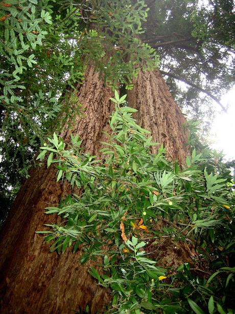 Muir Woods