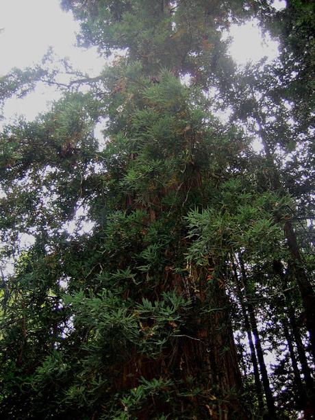 Muir Woods