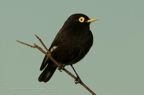 Pico de plata (Spectacled Tyrant) Hymenops perspicillatus