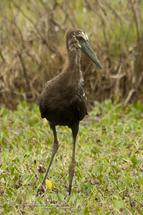 Cigüeña americana (Maguari Stork) Ciconia maguari