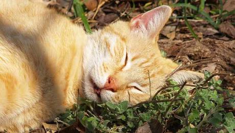 planta que droga a los gatos