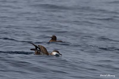 Aves marinas y delfines mulares en el Cantábrico