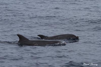 Aves marinas y delfines mulares en el Cantábrico