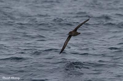 Aves marinas y delfines mulares en el Cantábrico