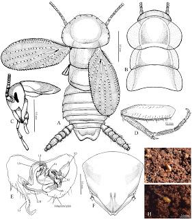 Una nueva especie de cucaracha en cuevas de las Islas Filipinas