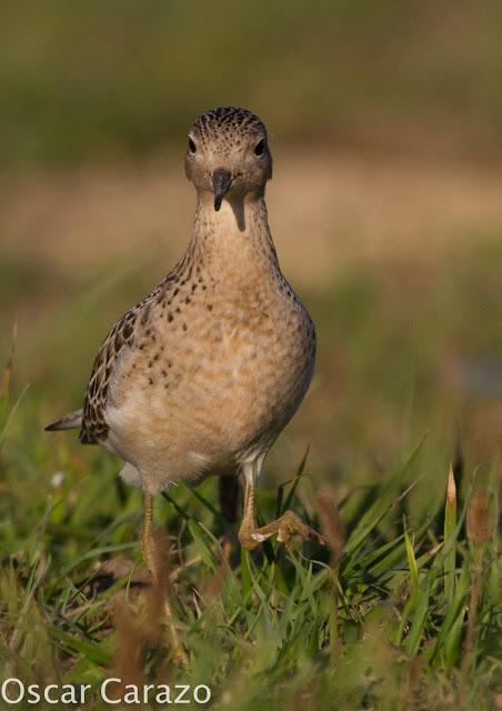 TRYNGITES SUBRUFICOLLIS, CORRELIMOS CANELO EN GETXO