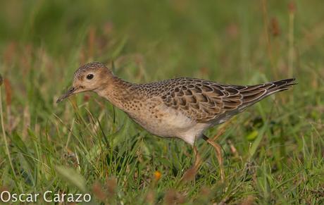 TRYNGITES SUBRUFICOLLIS, CORRELIMOS CANELO EN GETXO