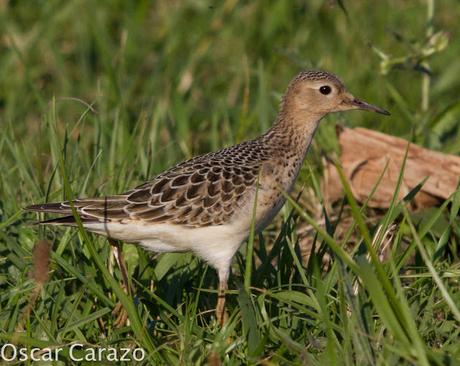 TRYNGITES SUBRUFICOLLIS, CORRELIMOS CANELO EN GETXO