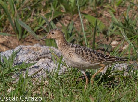 TRYNGITES SUBRUFICOLLIS, CORRELIMOS CANELO EN GETXO