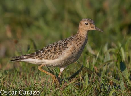 TRYNGITES SUBRUFICOLLIS, CORRELIMOS CANELO EN GETXO