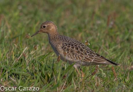 TRYNGITES SUBRUFICOLLIS, CORRELIMOS CANELO EN GETXO