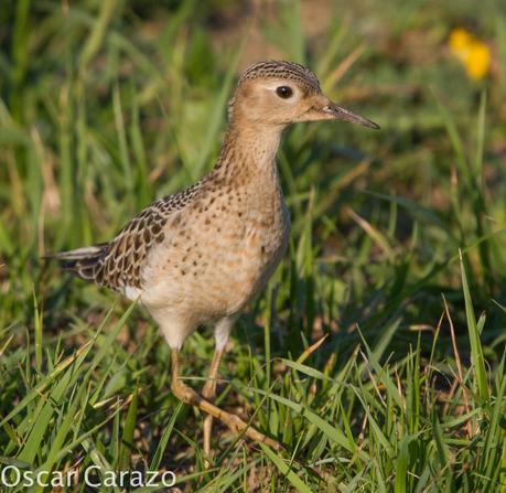 TRYNGITES SUBRUFICOLLIS, CORRELIMOS CANELO EN GETXO