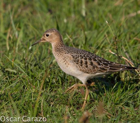 TRYNGITES SUBRUFICOLLIS, CORRELIMOS CANELO EN GETXO