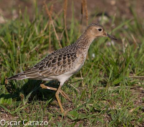 TRYNGITES SUBRUFICOLLIS, CORRELIMOS CANELO EN GETXO