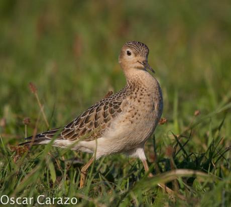 TRYNGITES SUBRUFICOLLIS, CORRELIMOS CANELO EN GETXO