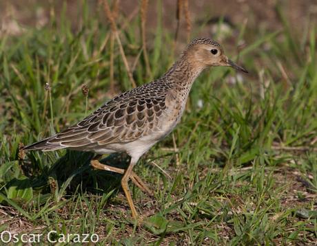 TRYNGITES SUBRUFICOLLIS, CORRELIMOS CANELO EN GETXO