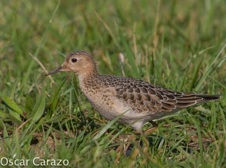 TRYNGITES SUBRUFICOLLIS, CORRELIMOS CANELO EN GETXO