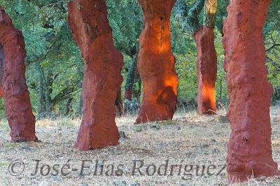 El bosque en rojo