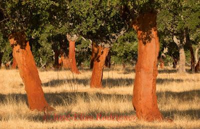 El bosque en rojo