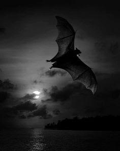 Reseña #217. El grito de los murciélagos, de Jesús Carnerero Murciélago volando en la noche, con la luna oculta tras las nubes.