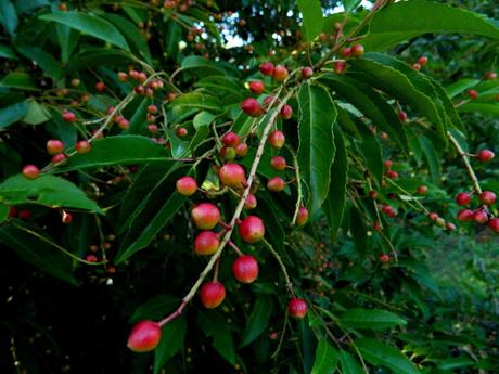 Ruta de la Camelia: El jardín de La Saleta en verano y otoño, del 1 al 30 de septiembre de 2016. Camellia Route: Saleta's Garden in summer and autumn, September, 1-30, 2016.