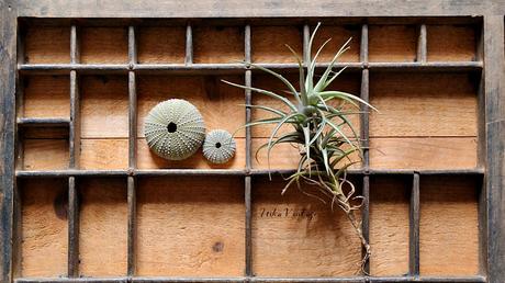 DIY - SOPORTE PARA TILLANDSIA