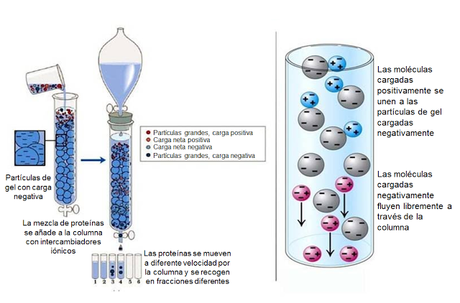 Técnicas de estudio en Bioquímica