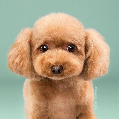 Grace Chon: Hairy Grace Chon: Hairy