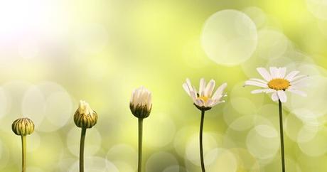 Flores en diferentes fases de crecimiento