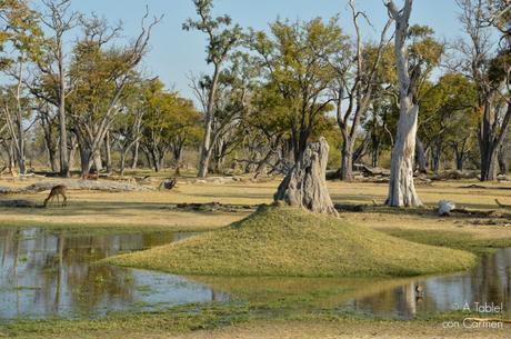 Safari en Botswana, Navegando por el Delta del Okavango