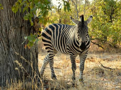 Safari en Botswana, Navegando por el Delta del Okavango