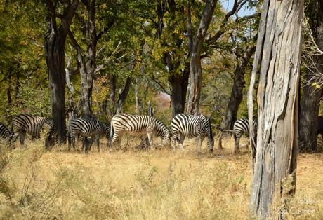 Safari en Botswana, Navegando por el Delta del Okavango