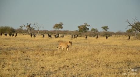 Safari en Botswana, Navegando por el Delta del Okavango