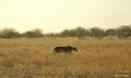 Safari en Botswana, Navegando por el Delta del Okavango