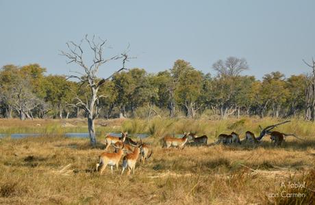 Safari en Botswana, Navegando por el Delta del Okavango