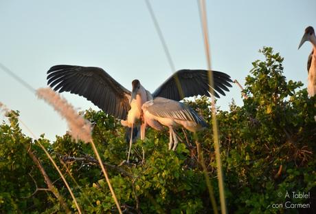 Safari en Botswana, Navegando por el Delta del Okavango