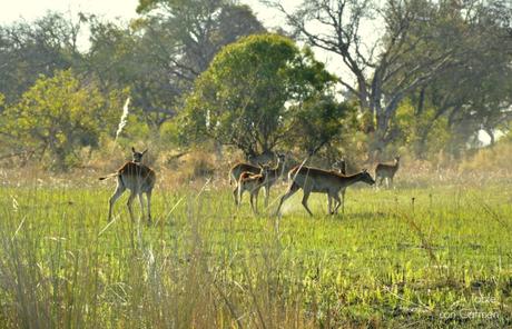 Safari en Botswana, Navegando por el Delta del Okavango
